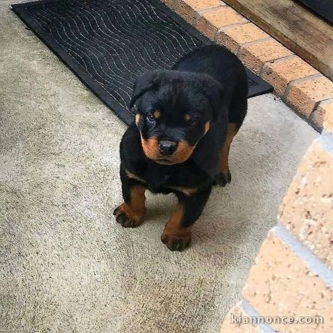 Magnifique chiot rottweiler disponible 
