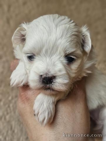 Adorable chiot bichon maltais disponible 