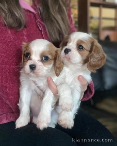 chiot cavalier king charle disponible 