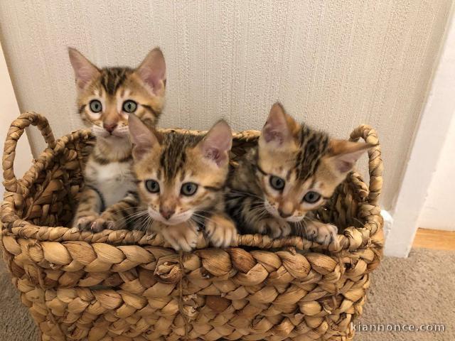 Chaton Bengal disponible pour adoption 