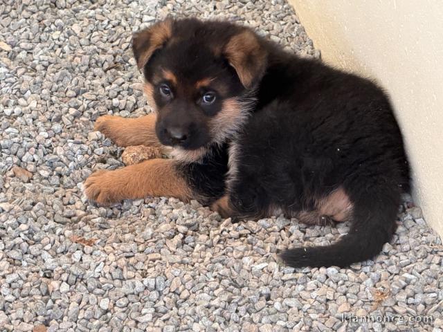 chiot berger allemand disponible pour adoption 