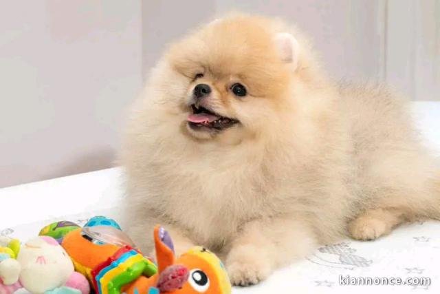 chiot spitz nain disponible 