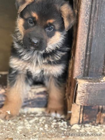 chiot berger allemand disponible 