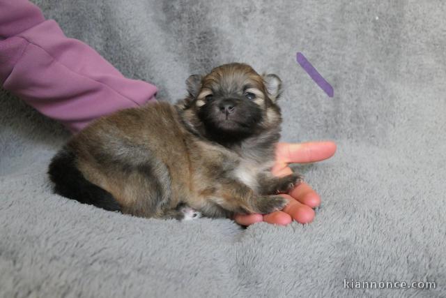 magnifique chiot spitz allemand disponible 