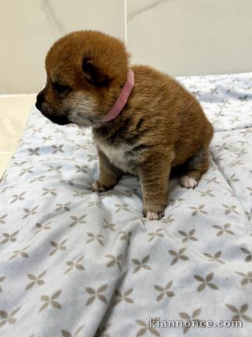je donne chiot Shiba inu disponible 