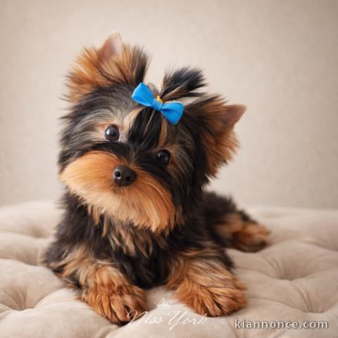 chiot Yorkshire terrier femelle 