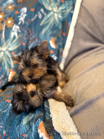je donne chiot Yorkshire terrier 