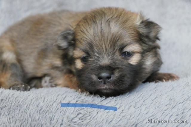 chiot spitz allemand race pure 