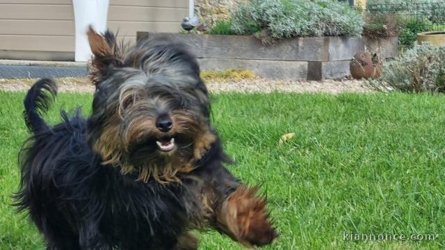 chiot York femelle a donner 