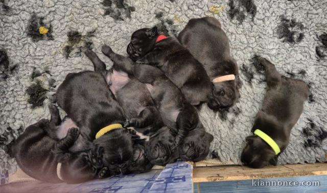 chiot bouledogue français disponible 