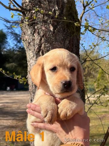 chiot labrador retriever disponible 