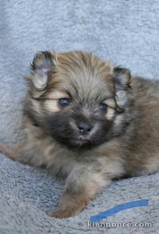 chiot spitz allemand race pure 