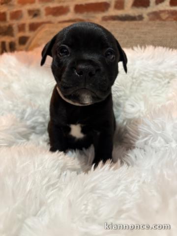 chiot Staff disponible pour adoption 