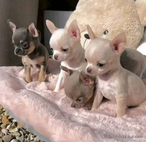 annonce chiot chihuahua femelle a donner 