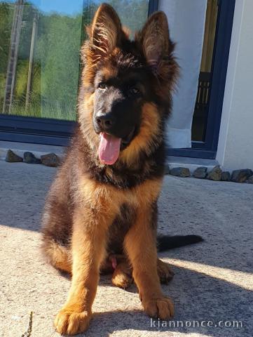 chiot berger allemand disponible pour adoption 