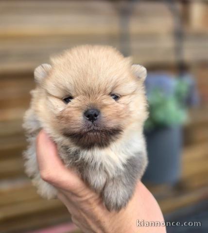 chiot spitz allemand disponible pour adoption 