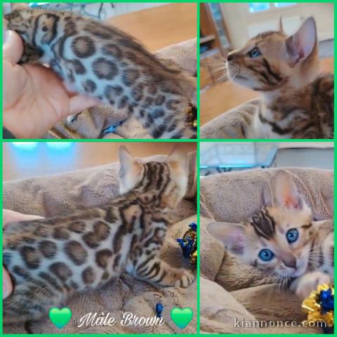 magnifique chaton Bengal disponible 