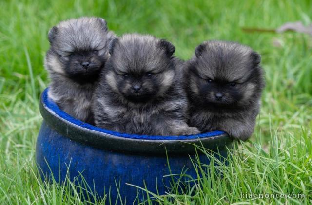 annonce chiot spitz allemand 