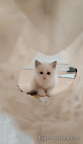 chaton ragdoll femelle disponible 