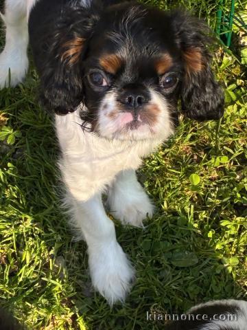 Magnifique chiot cavalier king charle femelle 
