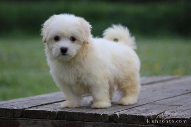 Adorable chiot coton de Tuléar 