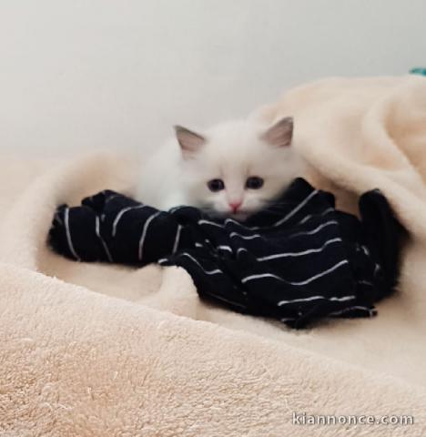 Chaton ragdoll femelle a donner contre bon soin 