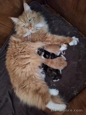 annonce chaton maine coon 