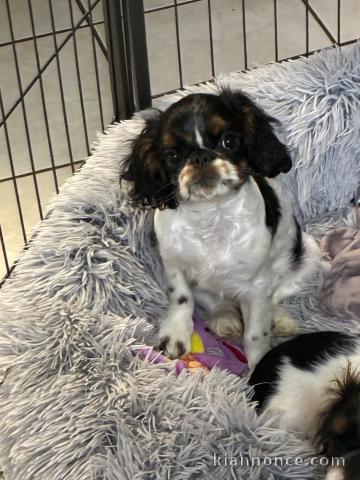 je donne chiot cavalier king charle disponible 