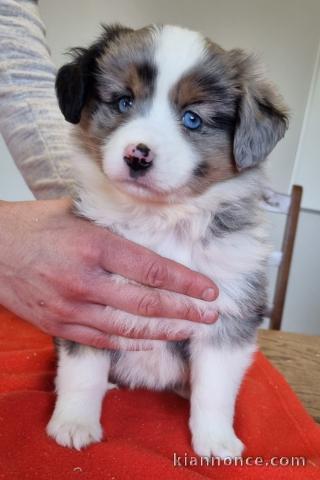  je donne chiot berger australien 