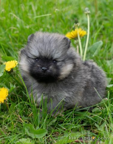 chiot spitz allemand race pure disponible 