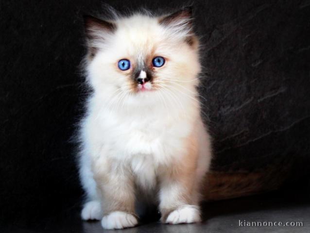 chaton ragdoll femelle a donner 