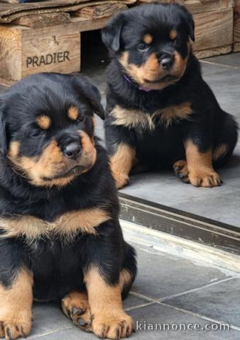 chiot rottweiler disponible pour adoption 