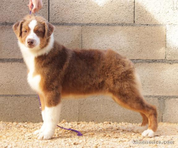 je donne chiot berger australien disponible 