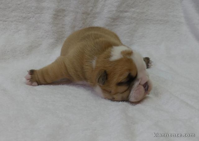 chiot bulldog anglais mâle a donner 