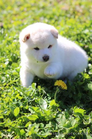 je donne chiot Shiba inu disponible 