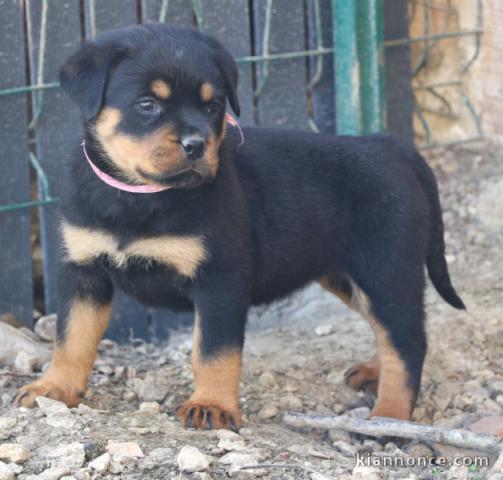 je donne chiot rottweiler disponible 