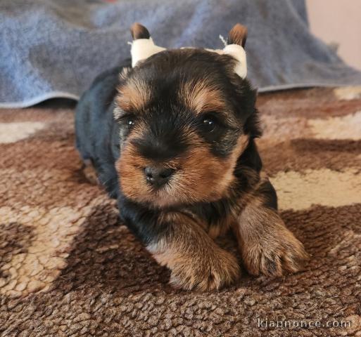 disponible chiots Yorkshire terrier 