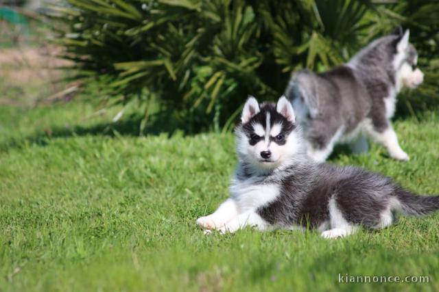 chiot husky sibérien à donner 