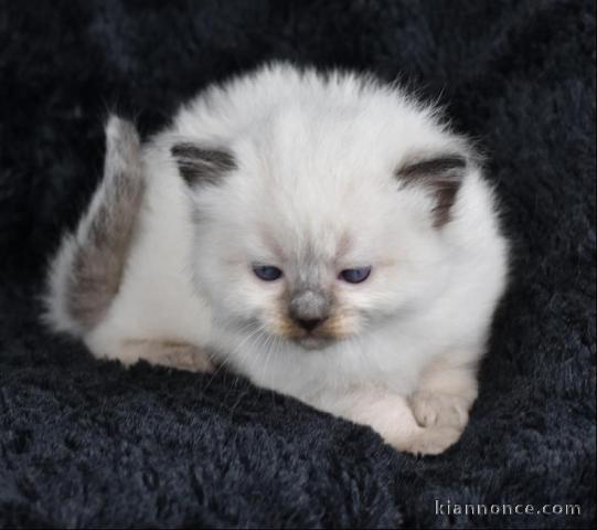 a donner contre bon soin chaton ragdoll 