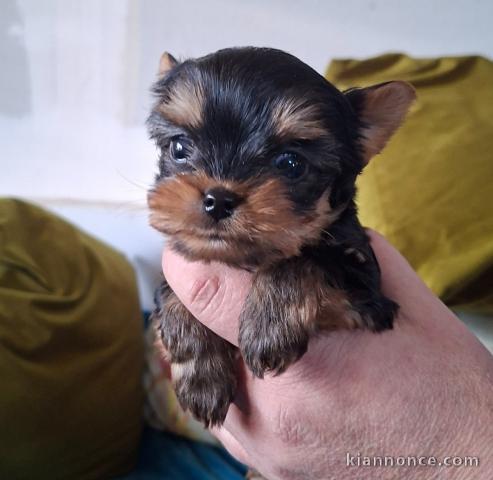 magnifique chiot Yorkshire terrier à adopter 