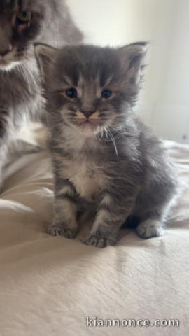 chaton maine coon disponible pour adoption 