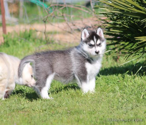 je donne chiot husky sibérien adorable 