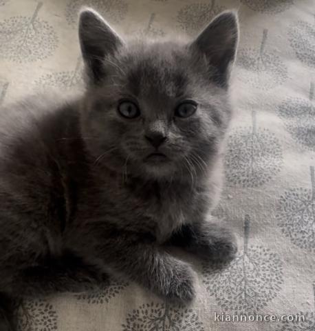 je donne mon chaton châtreux disponible 