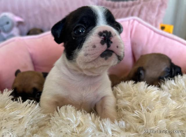 chiot bouledogue français mâle a donner 