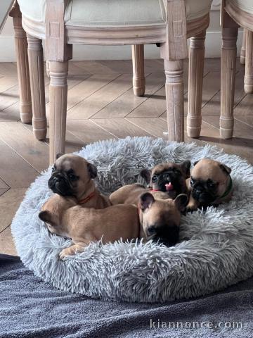 Dons chiot bouledogue français disponible 