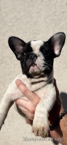 chiot bouledogue français disponible pour adoption 