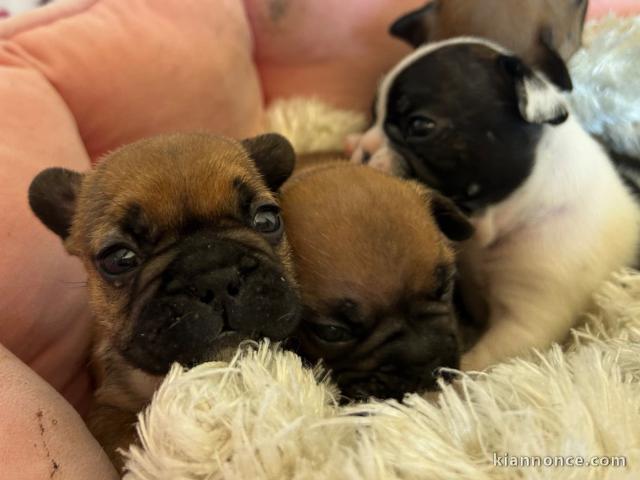 chiot bouledogue français à donner 