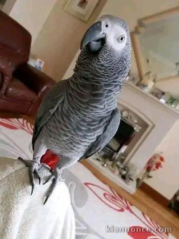 couple perroquet gris du Gabon pour adoption 