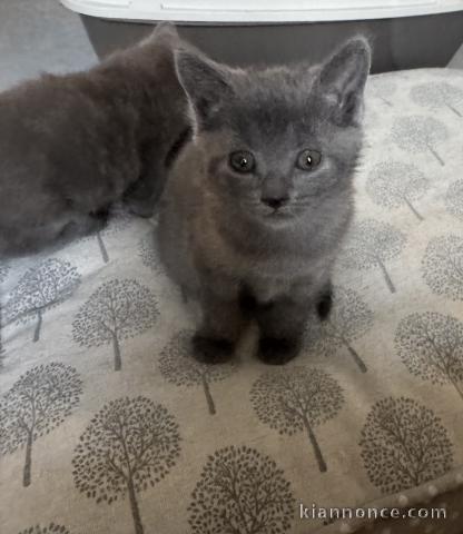 je donne mon chaton châtreux disponible 