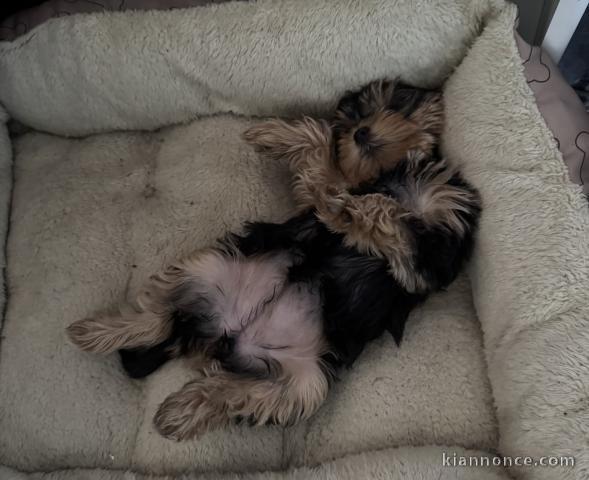 chiot Yorkshire a donner contre bon soin 
